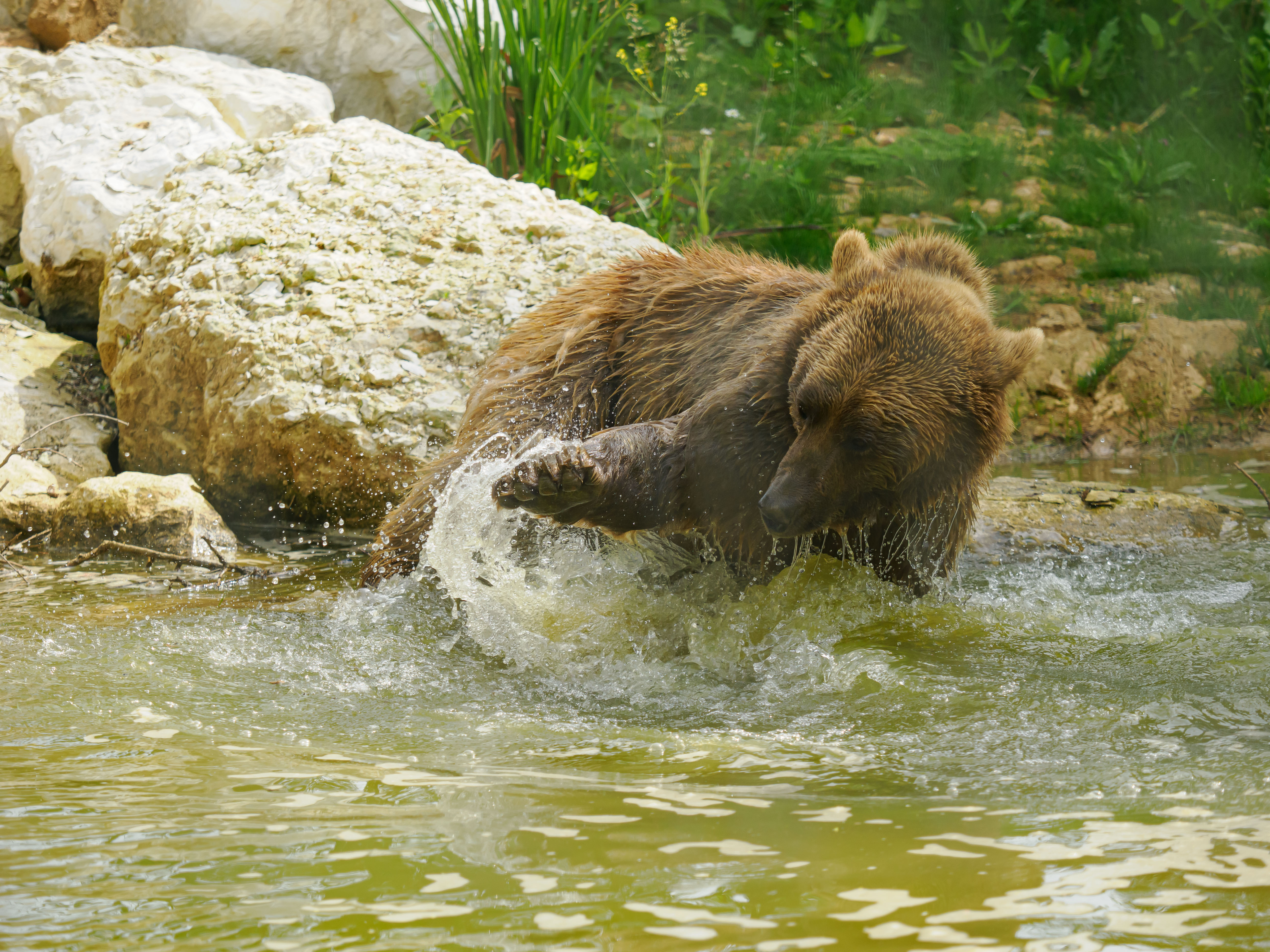 bear playing in a pond