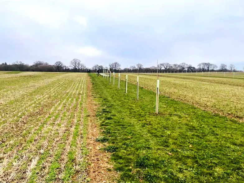 New trees in Southern Water's Agroforestry trial