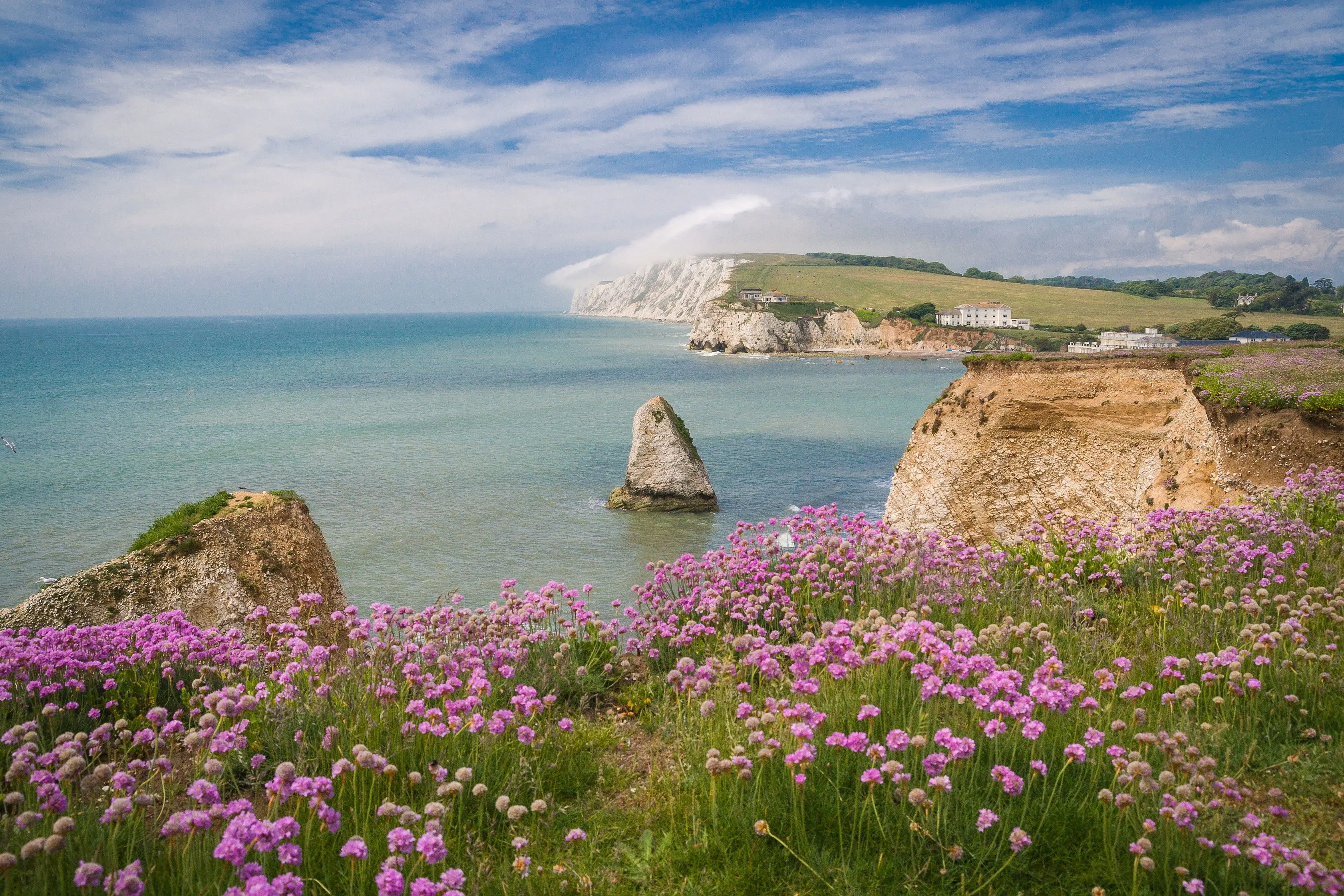 wildflowers on the isle of wight coastline 