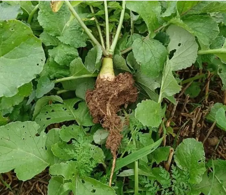 Radish in Southern Water's cover crop trial