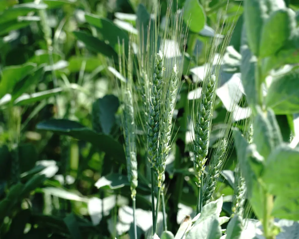 Wheat grown as part of Wildfarmed's regenerative farming standards 